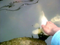 칭찬 좋아하는 물고기 있다? 없다?