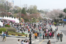 전철 타고 가는 수도권 봄꽃 여행지