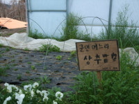 [하경헌기자가 간다] ‘청춘불패’ G7과 함께한 좌충우돌 농사체험