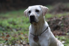 [연예파일]‘마음이2’ 달이, 여우주연상 후보로