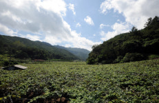 [여기 어때]충북 영동포도 주산지 주곡마을