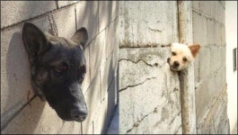 ‘개구멍’으로 머리가 쏙~ 미국판 ‘개벽이’