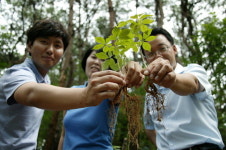 [여행 레저 단신]함양 산삼축제 5일간 열려