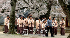 수줍어 고개숙인 봄, 산사에 숨어 있었구나···봄꽃 여행 템플스테이