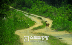 [전북 순창 ‘예향천리’ 마실길]섬진강 따라 빛나는 숲길 나를 만나다