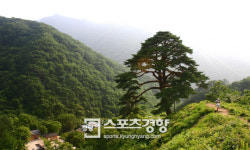 [전북 남원 와운마을&뱀사골]쉬어가는 구름에 몸을 기대고 500살 천년송에 마음을 터놓다