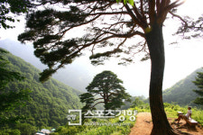 [전북 남원 와운마을&뱀사골]쉬어가는 구름에 몸을 기대고 500살 천년송에 마음을 터놓다