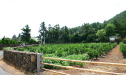 [가장 아름다운 마을 선정-제주 ‘저지마을’]외모보다 속살 아름다운 명품 숲길을 걷다