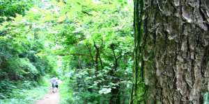 [가장 아름다운 마을 선정-제주 ‘저지마을’]외모보다 속살 아름다운 명품 숲길을 걷다