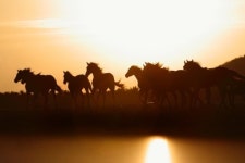 ‘청마의 해’ 첫 대상경주 주인공은?