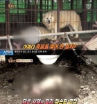 ‘동물농장’ 죽음에 방치된 개들 모습 공개 ‘충격’