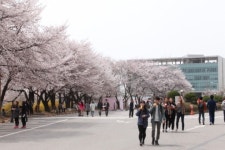 평택대학교, 제 2회 벚꽃축제 개회 ‘야간 캠퍼스 환상적’