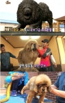 ‘TV동물농장’ 사자개 장오, 가격이 무려 수십억원?