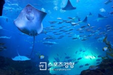 아쿠아플라넷 일산, 28일 관람권 50% 할인 판매