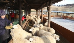강원도 평창 대관령 양떼목장 & 하늘목장 ‘산들산들’ 휴~  구름위의 산책