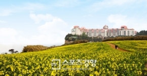 대명리조트, VIP쿠키 포함 객실패키지 특가 판매