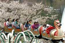 벚꽃 활짝…놀이공원, 새하얀 유혹