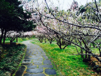 야외로 나온 특급호텔, 봄바람 났네