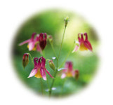 숲으로 떠나는 생태여행…들리나요 수줍은 들꽃 연가