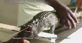 [영상]“악어를 산채로…참혹하고 끔찍”, ‘꿈의 가방’ 에르메스 버킨백 제작과정 충격