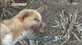 [동영상] ‘동물농장’ 입묶인 누렁이에 누리꾼 분노 “악마 견주”