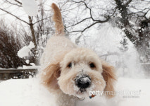 [수의사칼럼] 나응식의 애니뭘?-반려동물 ‘행복의 원칙’ 다섯 가지