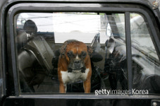 [수의사 칼럼] 나응식의 애니뭘?-다가오는 추석, 반려동물은 행복하지 않다