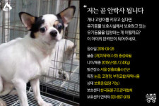 [유기명냥 캠페인] 장충파출소 인근에서 발견된 유기견 치와와
