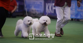 [스포츠경향 포토]비숑프리제, 움직이는 솜사탕