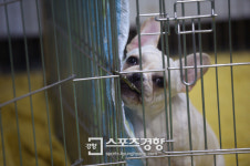[스포츠경향 포토]탈출하고 싶은 프렌치 불독