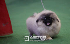 [스포츠경향 포토]‘베오베 도그쇼’ 페키니즈, 먼지털이 아닙니다