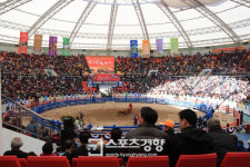 [인터뷰] 박성구 우사회 대표 “소싸움은 한국을 대표할 관광상품이다”