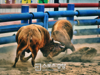 [인터뷰] 박성구 우사회 대표 “소싸움은 한국을 대표할 관광상품이다”