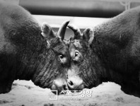 [인터뷰] 박성구 우사회 대표 “소싸움은 한국을 대표할 관광상품이다”