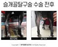 [반려동물 건강이야기] 반려견에 가장 많은 정형외과질환 ‘슬개골탈구증’