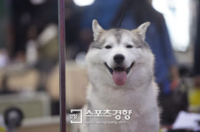 [스포츠경향 포토]‘코리아펫쇼’ 겨울이 아니면 항상 더워
