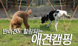 반려견도 춤추는 ‘애견캠핑’