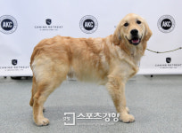 유력 대선후보 5인, 어떤 반려견과 닮았을까(feat. 추천 퍼스트독)