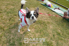 [스포츠경향 포토]’도그데이’ 이왕이면 잘 찍어주세요