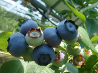 맛도 건강도 으뜸…‘오베리굿’ 친환경 블루베리 시선집중