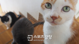 반려동물은 우리집 ‘슈퍼멍·원더우냥’