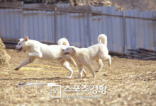 70대 노인, 기르던 풍산개에 물려 숨져…누리꾼은 뜨거운 설전
