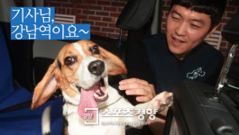 펫택시·시터, 반려동물 맞춤 서비스로 ‘걱정 끝!’