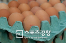계란 생산농장 계란코드가 뭐죠 관리 실태 살펴보니