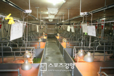 여기가 양돈장이야 수목원이야…제주동부축산이 꿈꾸는 청정 양돈
