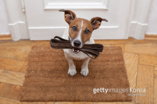 [멍냥 칼럼] 알렉스의 독(DOG)썰-반려동물에게 보상이란?