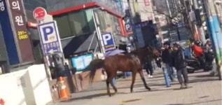 부산 도심에 나타난 말 한 마리 “웬 말인가요”