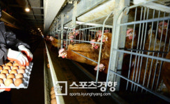 경기 화성 농가 고병원성 AI 확진…평택서도 양성 판정