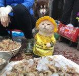 [반려동물] 생선 지키는 스타 고양이 ‘쪼’
