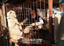 [스경포토] 나가기 두려워하는 개농장 식용견